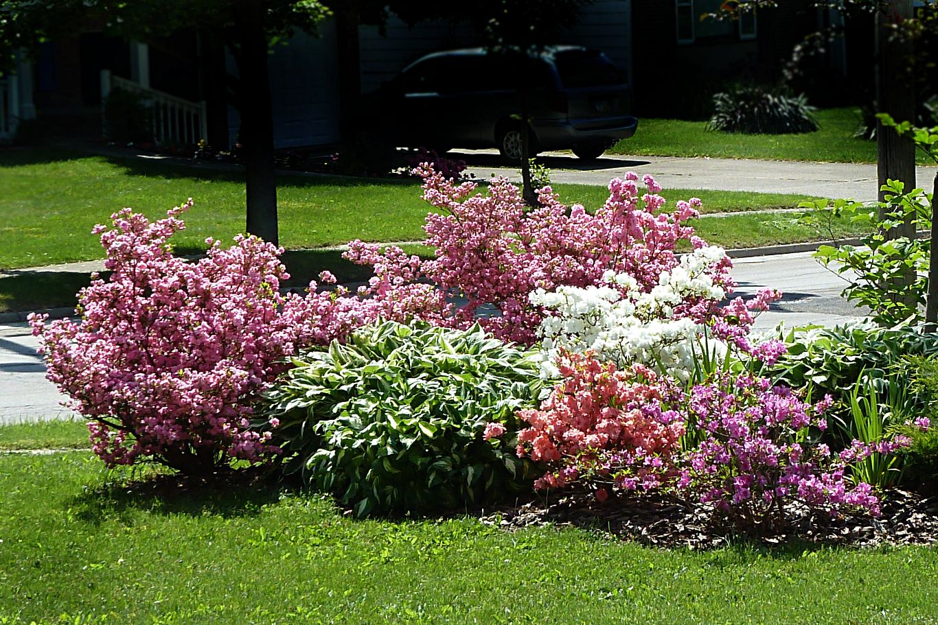 004-azaleas-front