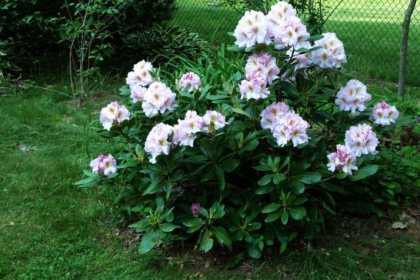 006-rhododendron-pink