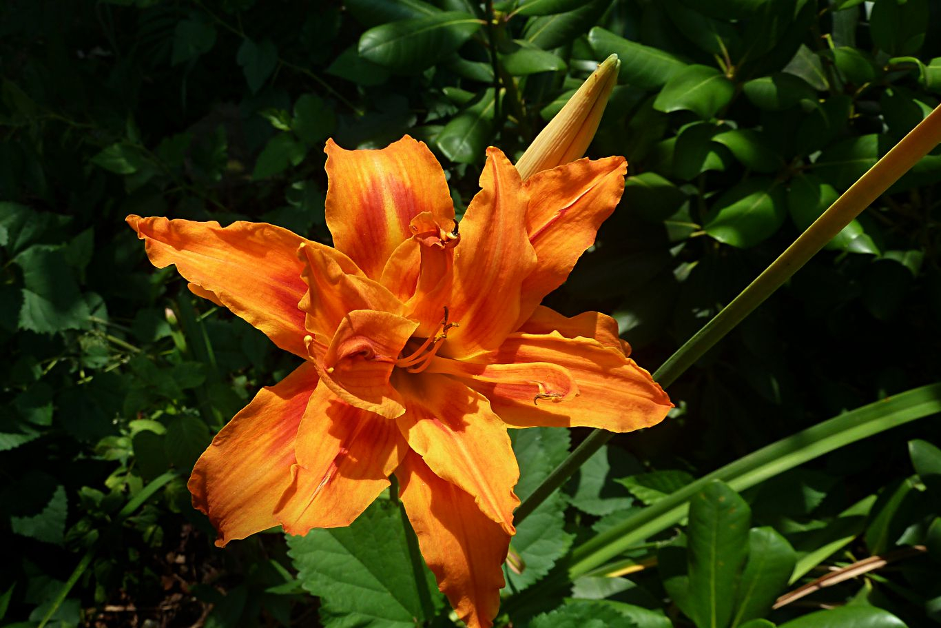 011-lilly-orange-double