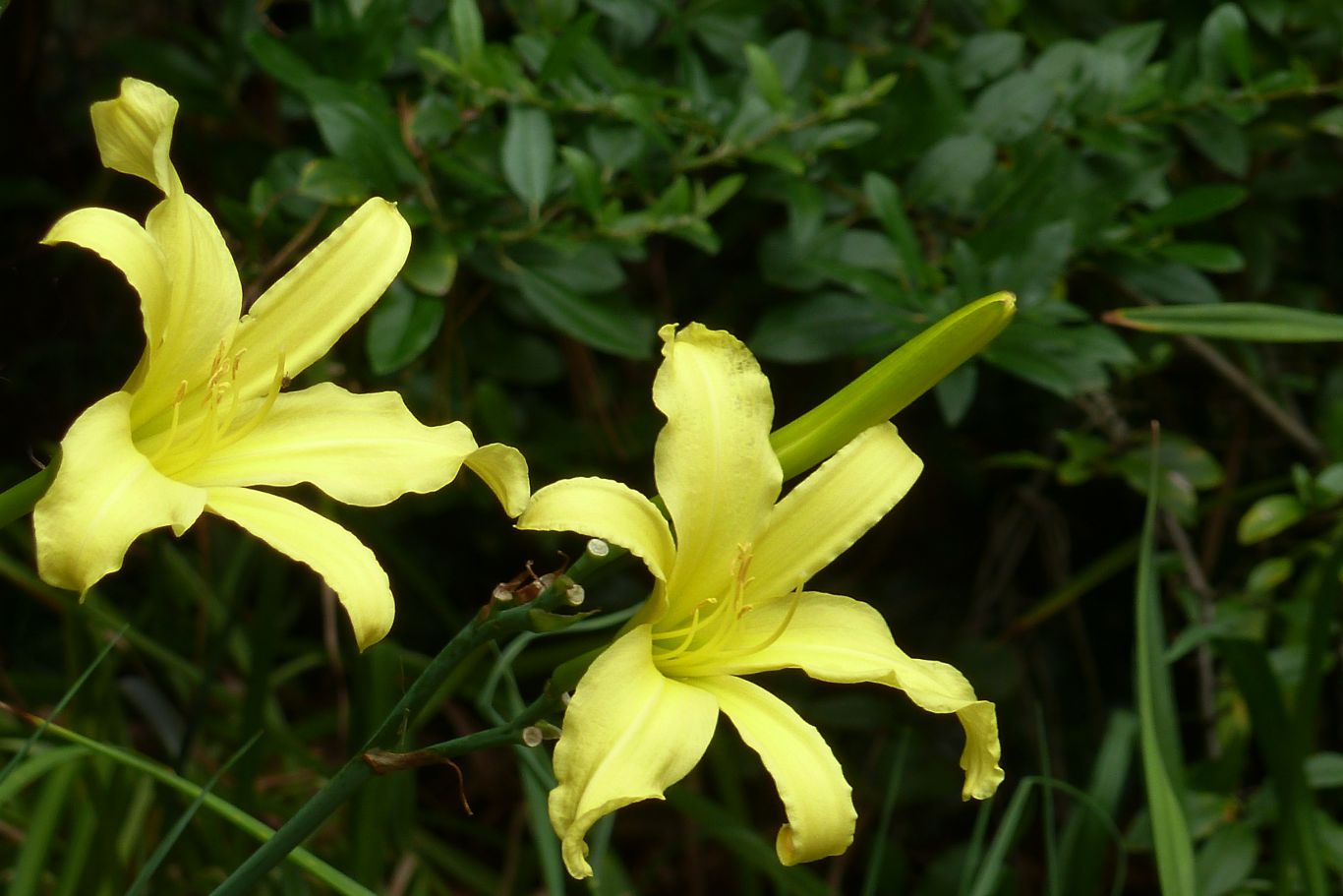011-lilly-yellow-long