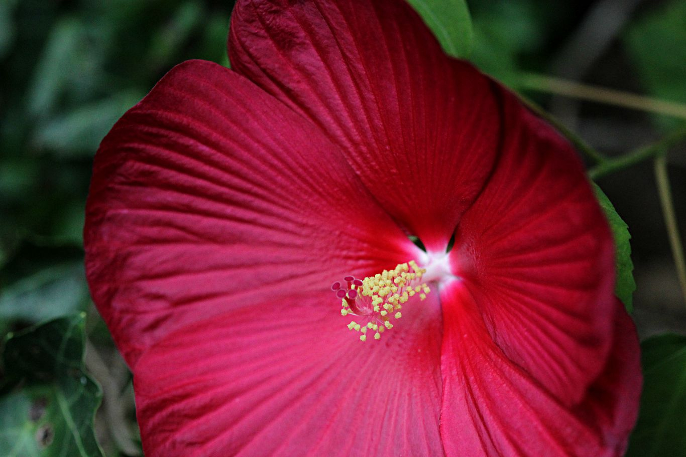 013-hibiscus-red