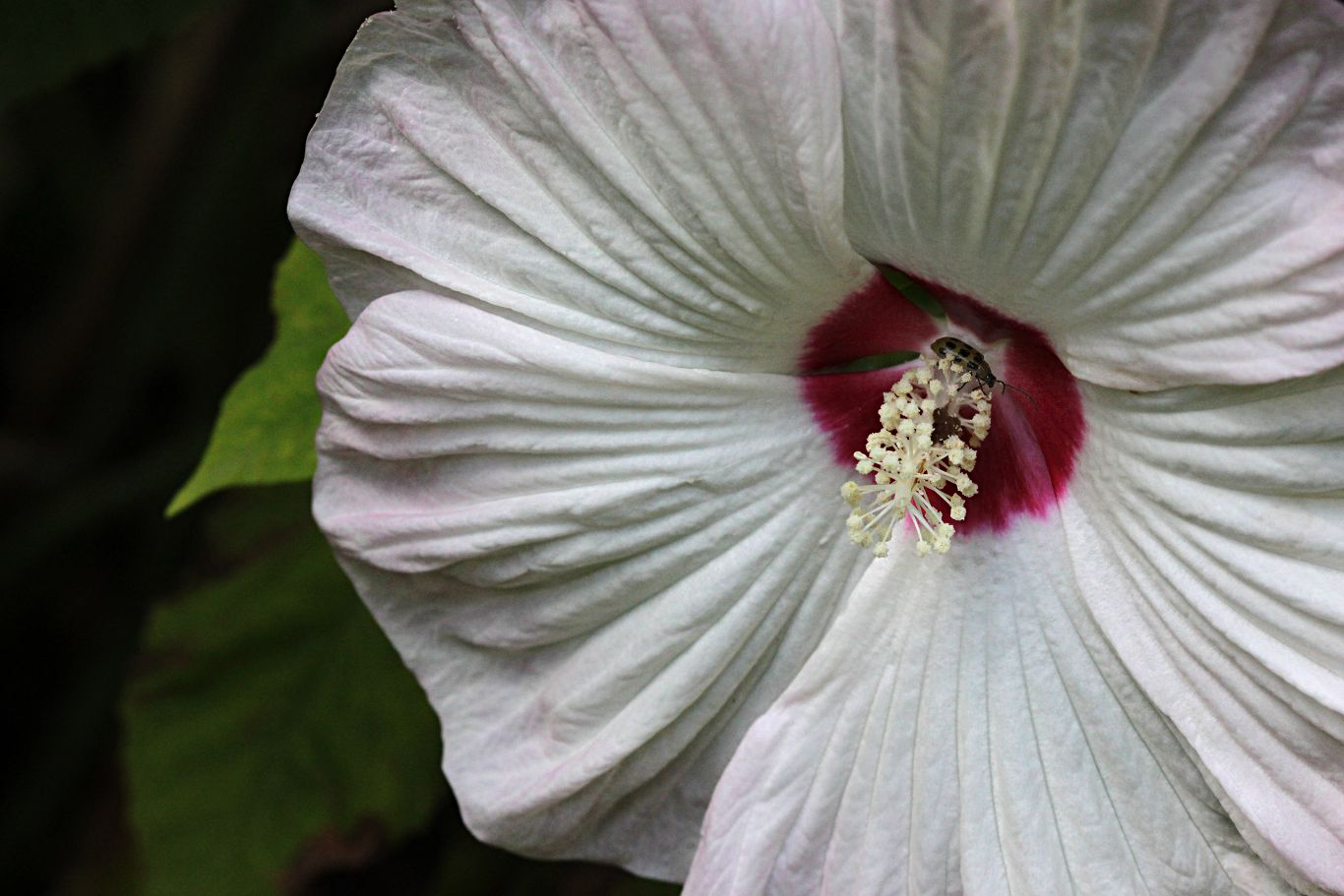 013-hibiscus-white