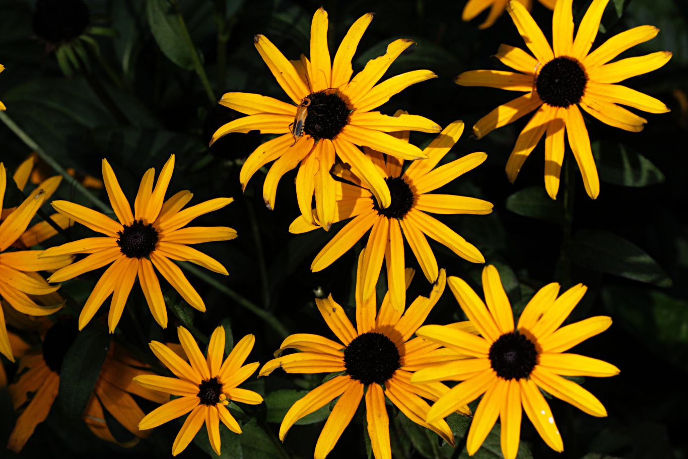 018-black-eyed-susan