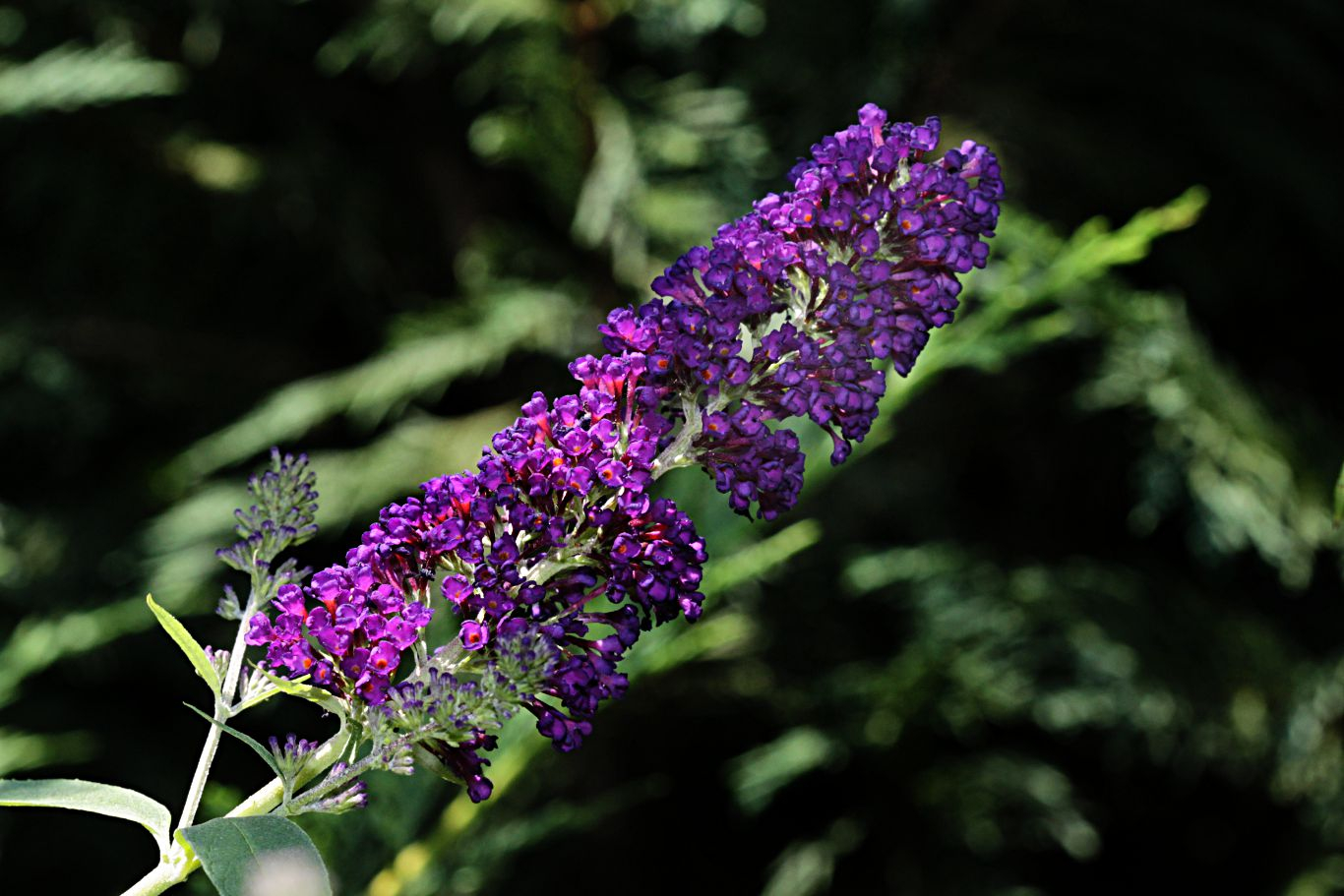 019-buddleia