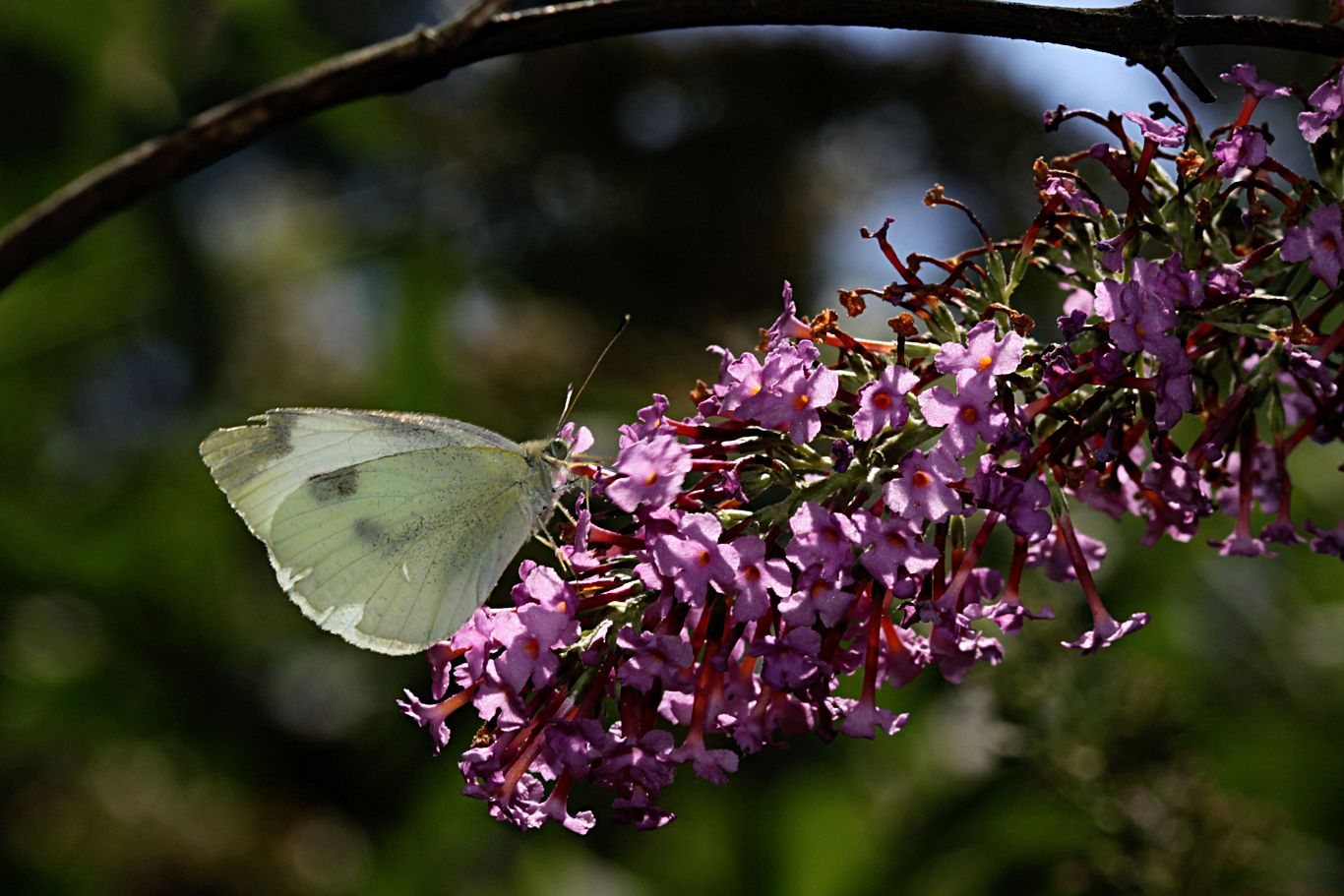 026-white-butterfly