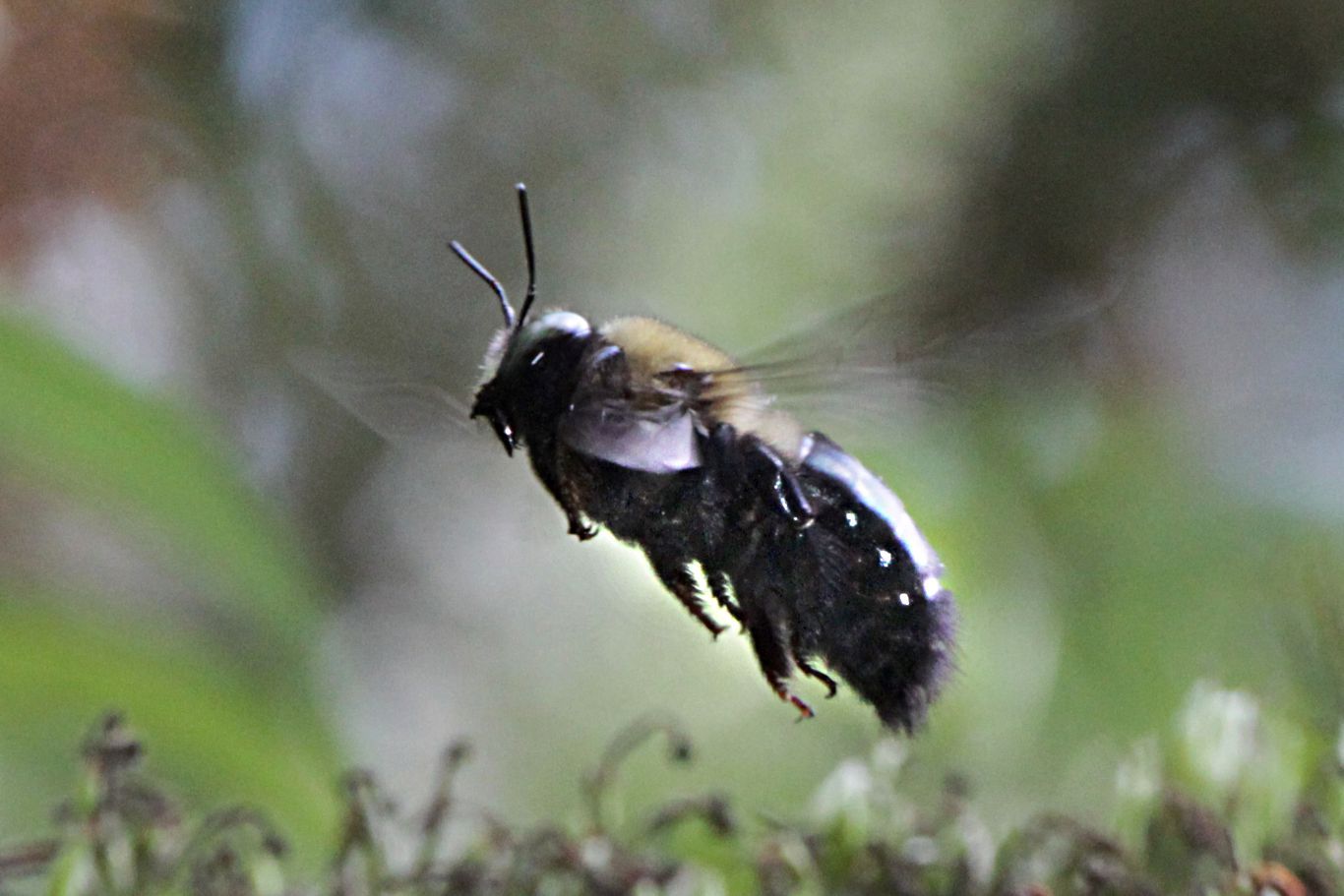 028-bumblebee-in-flight