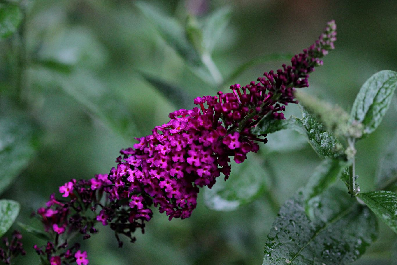 030-buddleia-miss-molly