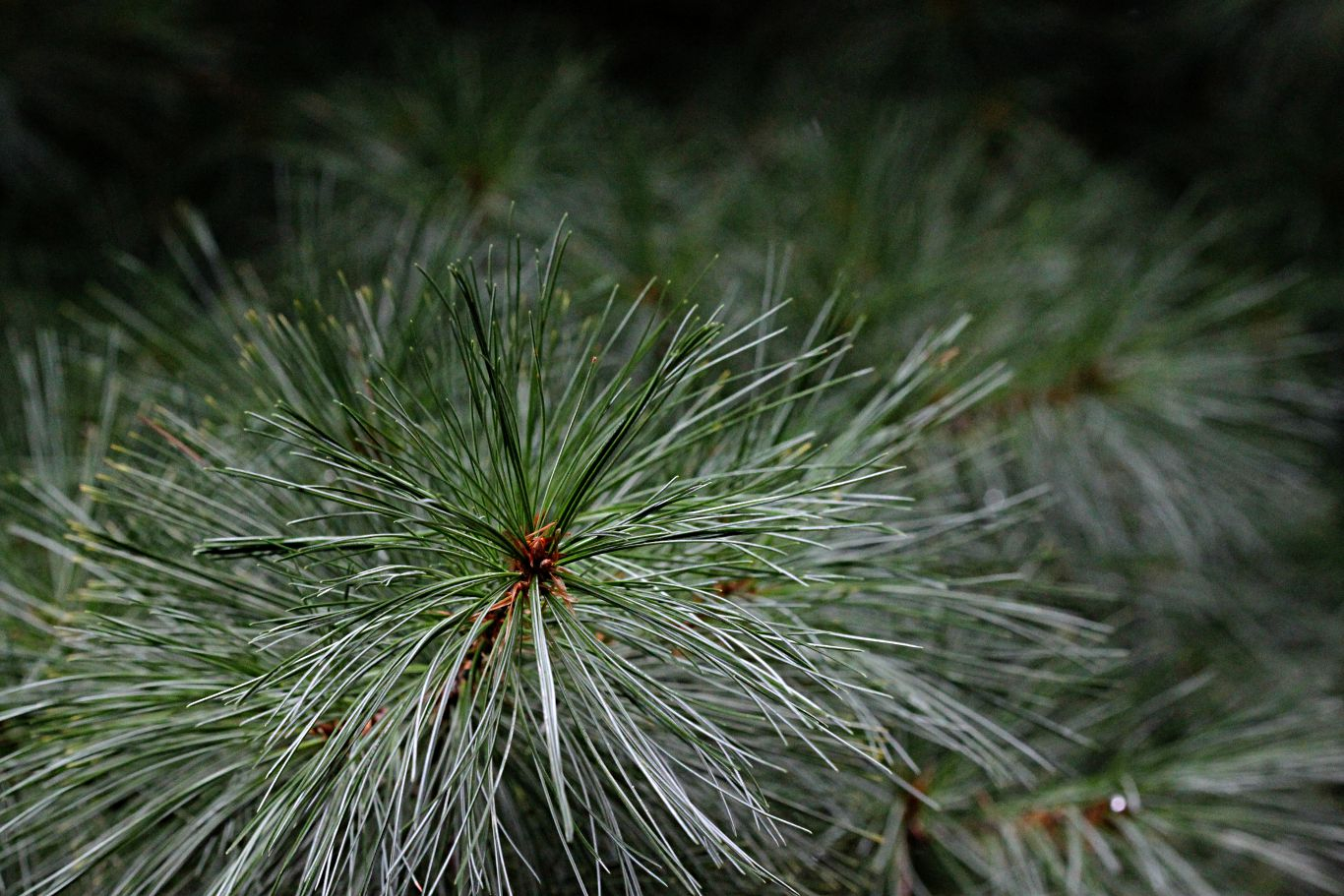 039-pine-trees