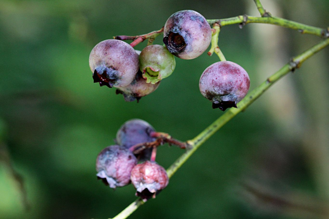042-blueberries