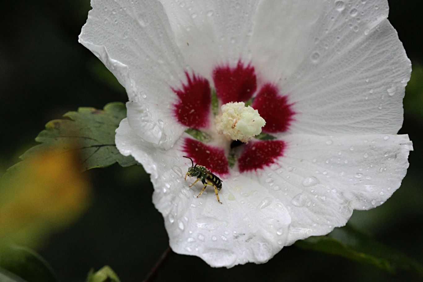 044-white-rose-of-sharon