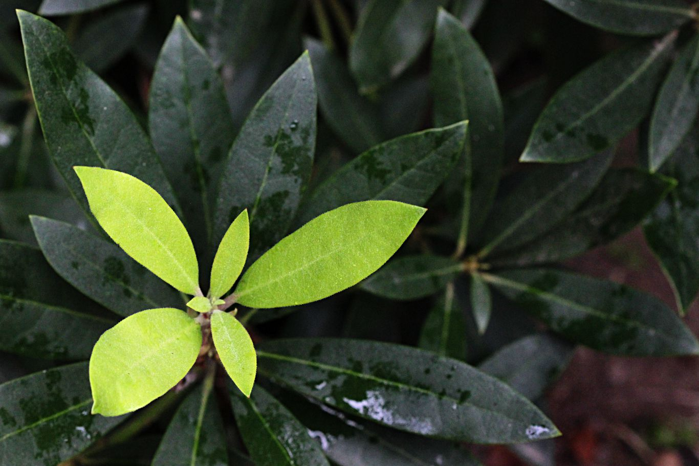 046-rhododendron-leaves