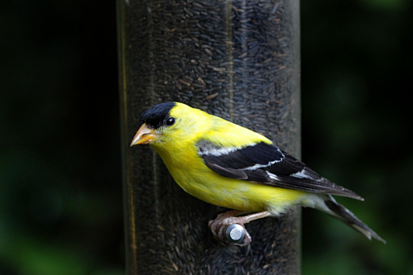 047-goldfinch-1