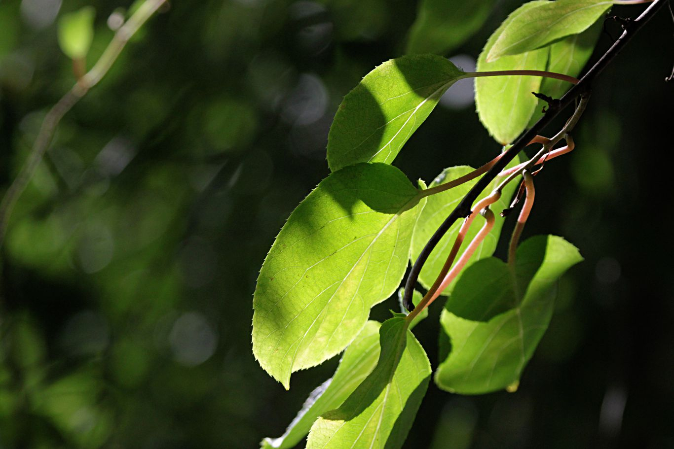 080-kiwi-leaves