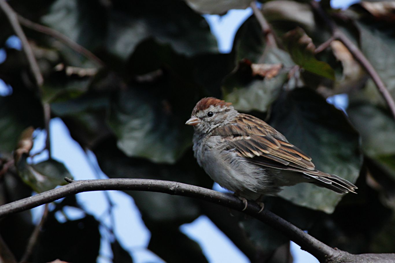 089-sparrow