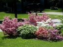 004-azaleas-front