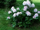 006-rhododendron-pink