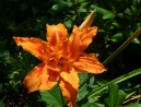 011-lilly-orange-double