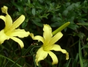 011-lilly-yellow-long