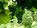 012-grapes