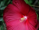 013-hibiscus-red