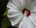 013-hibiscus-white