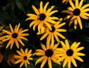 018-black-eyed-susan