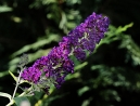 019-buddleia