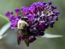 020-bumblebee-2