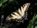 021-swallowtail
