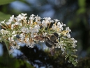 027-bumblebee