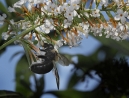 028-bumblebee