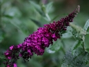 030-buddleia-miss-molly