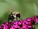 030-bumblebee