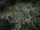 040-pine-trees