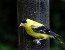 047-goldfinch-1
