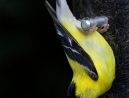 047-goldfinch-3