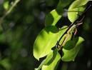 080-kiwi-leaves