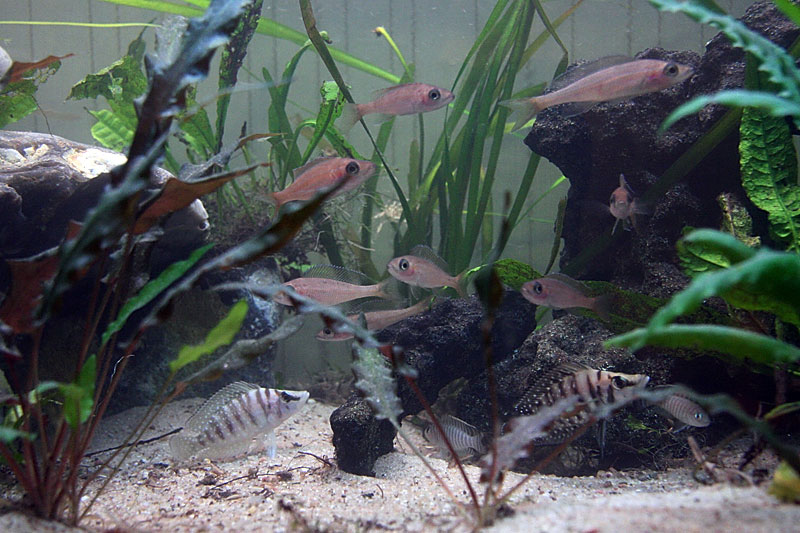 11-fish-tank.jpg