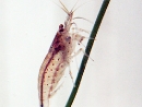 16-shrimp.jpg