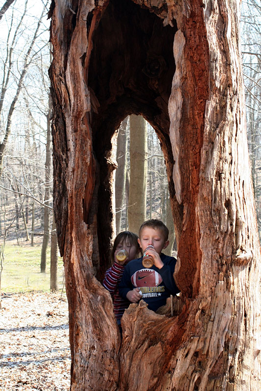 Chippewa-in-tree.jpg