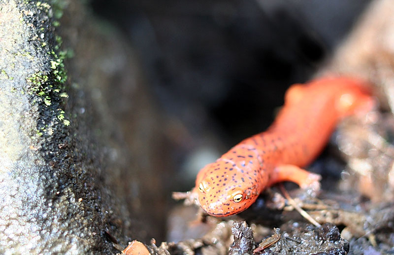 Ledges-Newt-1.jpg