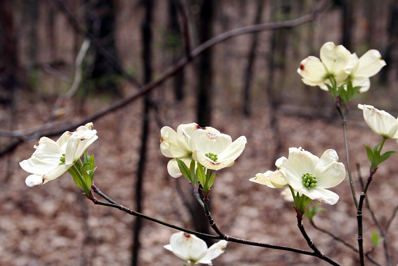 Towners-Woods-dogwood.jpg