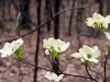 Towners-Woods-dogwood.jpg