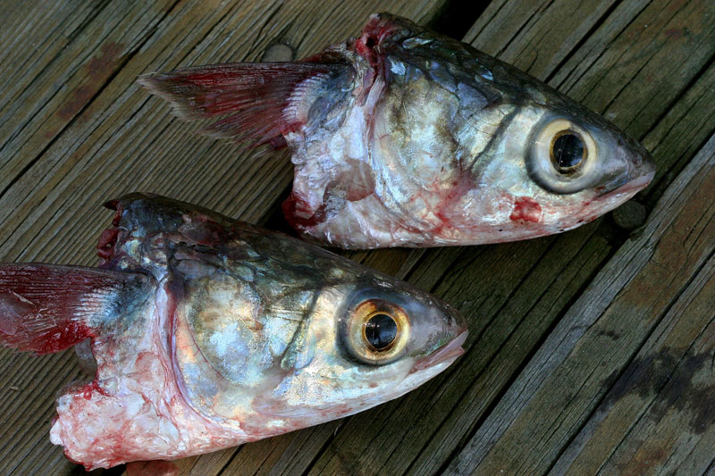 036-Fish-heads.jpg