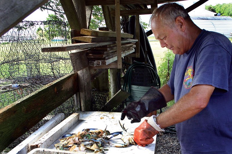 043-Crab-cleaning.jpg