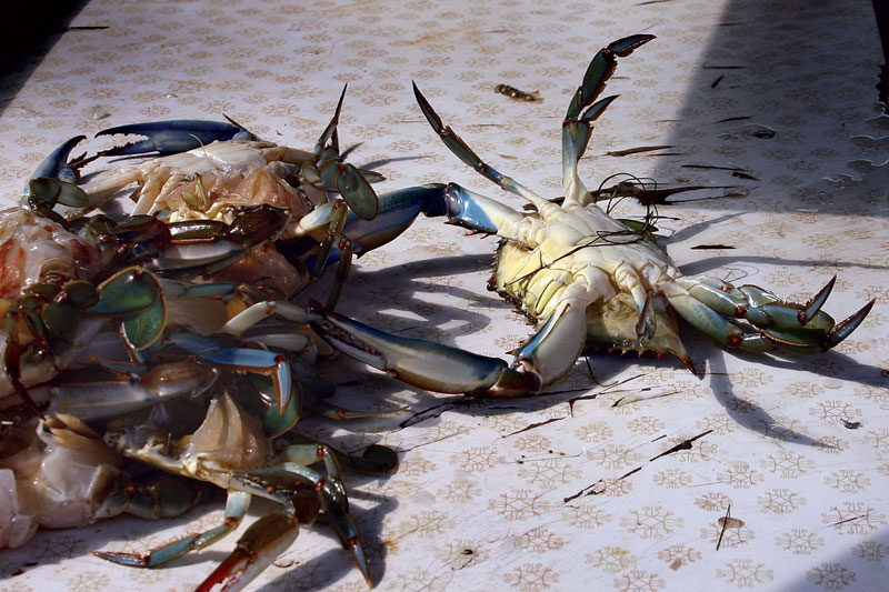 044-Crab-cleaning.jpg