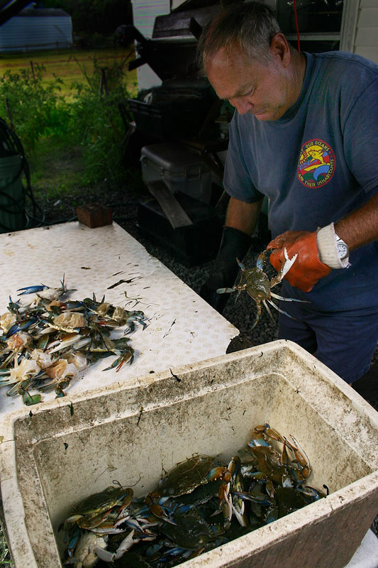 046-Crab-cleaning.jpg