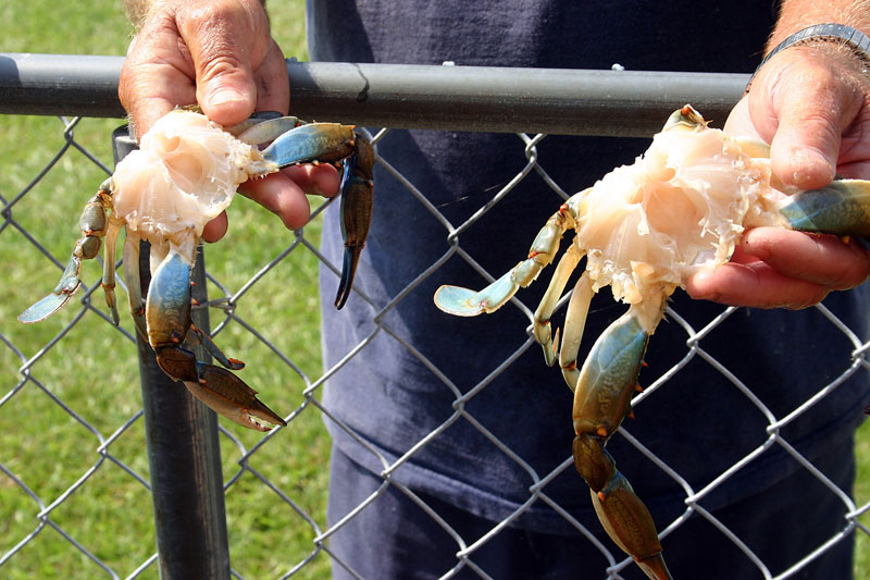 047-Crab-cleaning.jpg