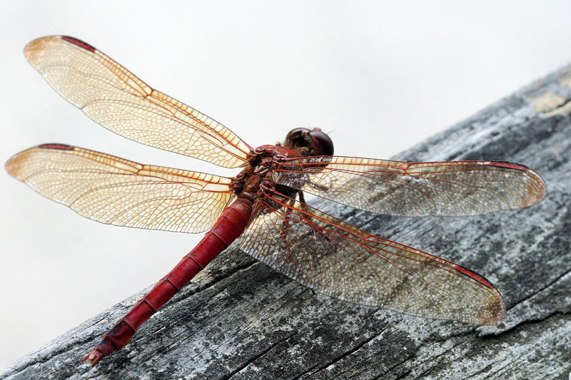 102-Dragon-Fly.jpg