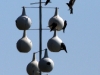019-Bird-nests.jpg